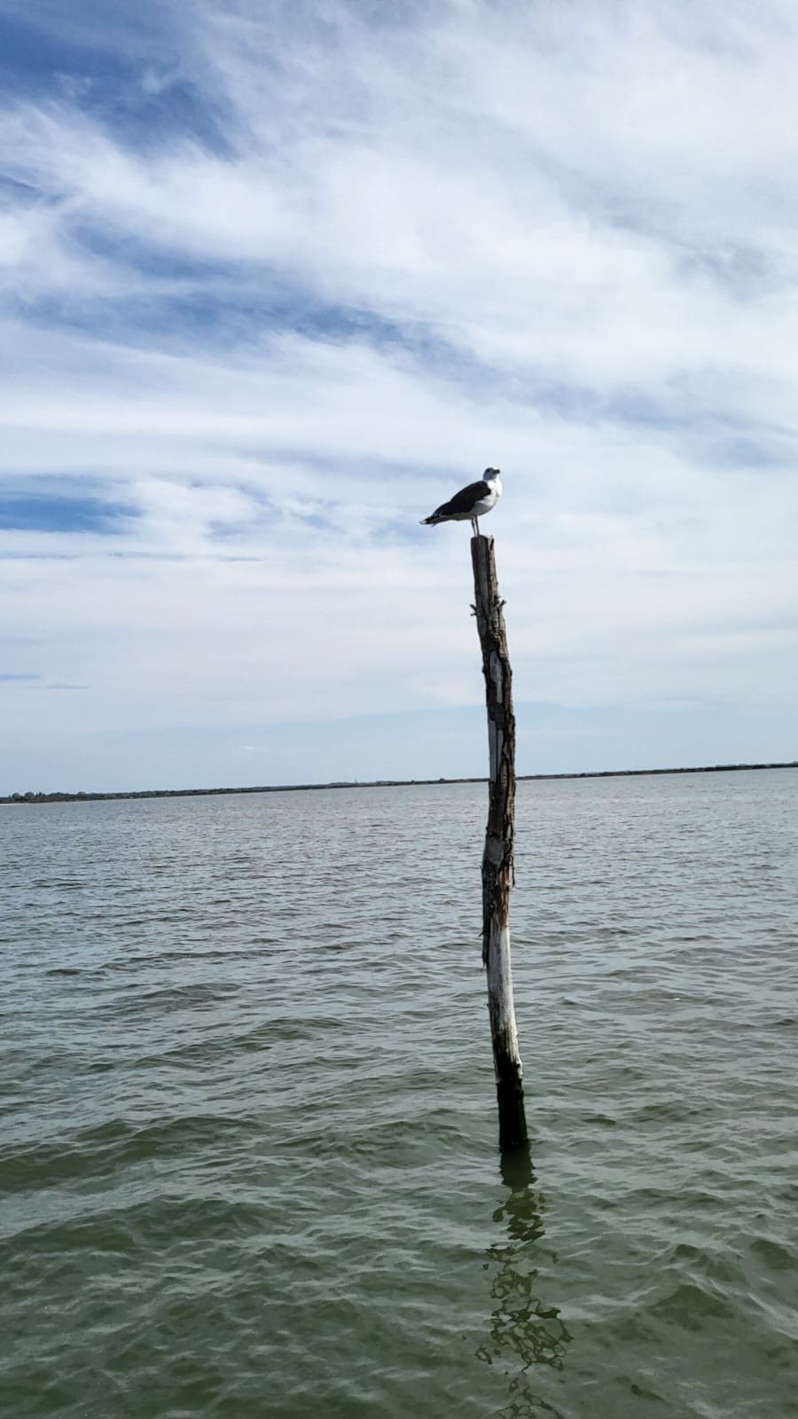 Bassin d’Arcachon — photo 27